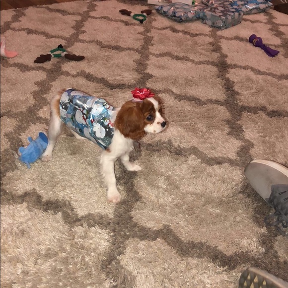 Meet your Posher, Riley - Picture 1 of 1